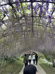 河内藤園 見どころ