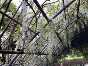 河内藤園 見どころ