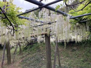 河内藤園 見どころ