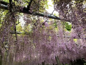 河内藤園 見どころ