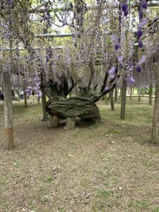 河内藤園 見どころ